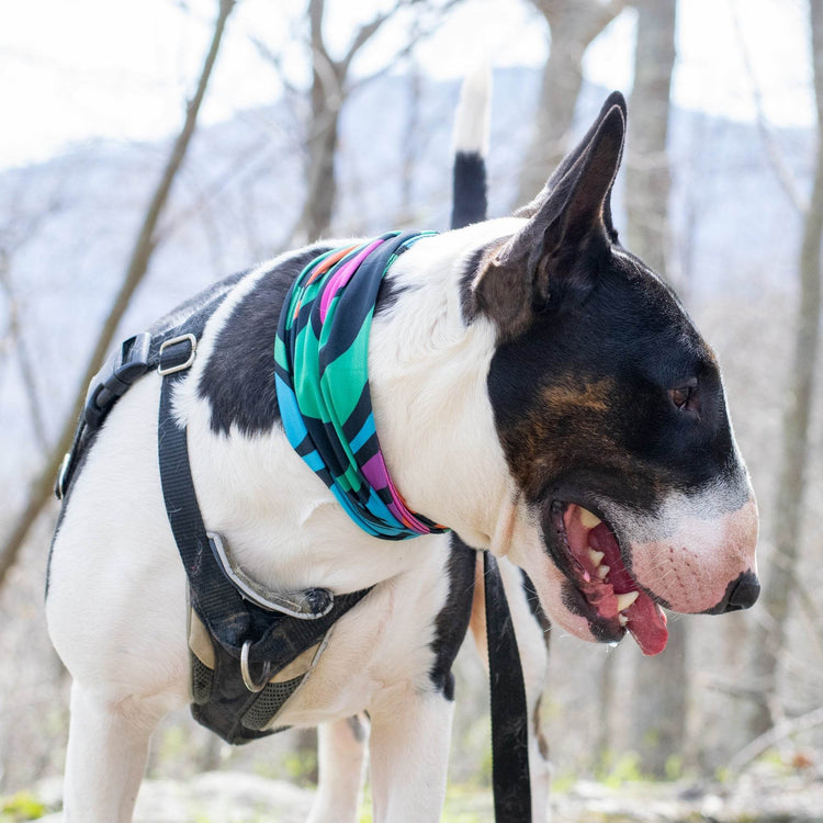 Zoomies Pup Scruff – Slip-On Dog Neckwear | No-Tie Bandana Alternative - The Max & Rex Collection