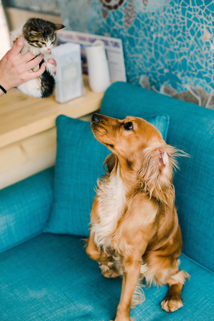 Pet Essentials for Cats & Dogs