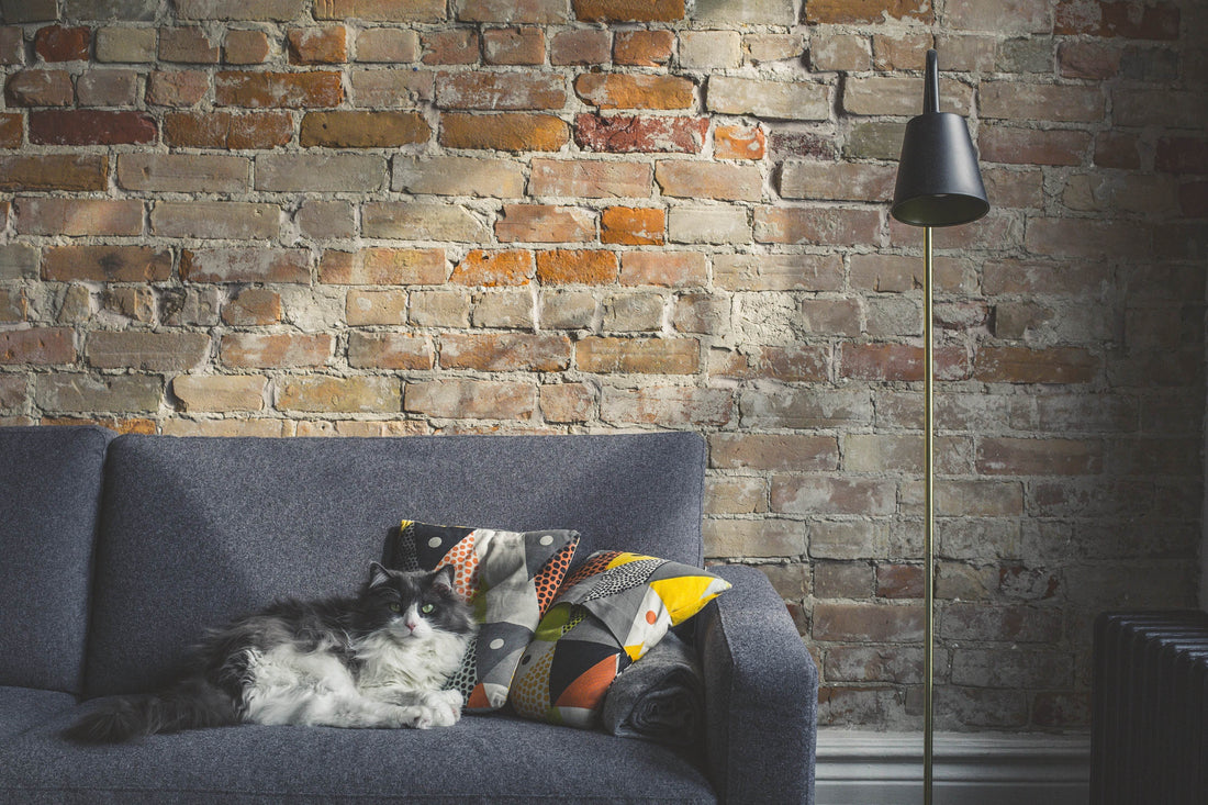 Home Essentials for Pet-Friendly Living