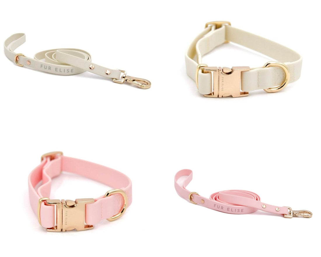 Dog Leashes & Collars