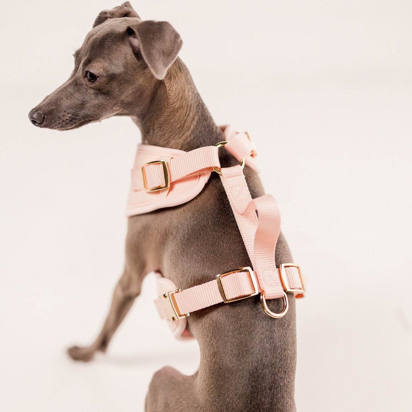 Elise Harness - Rose - The Max & Rex Collection