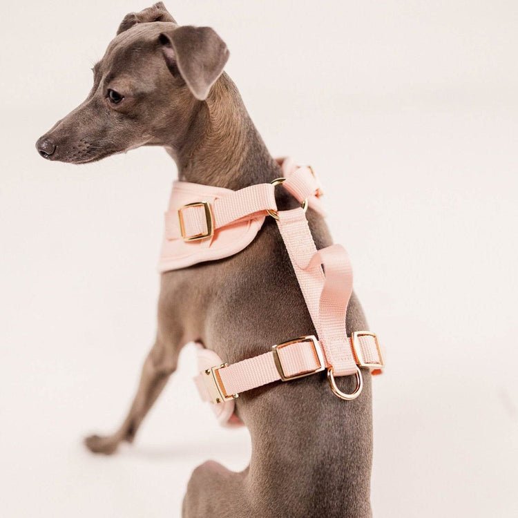 Elise Harness - Rose - The Max & Rex Collection