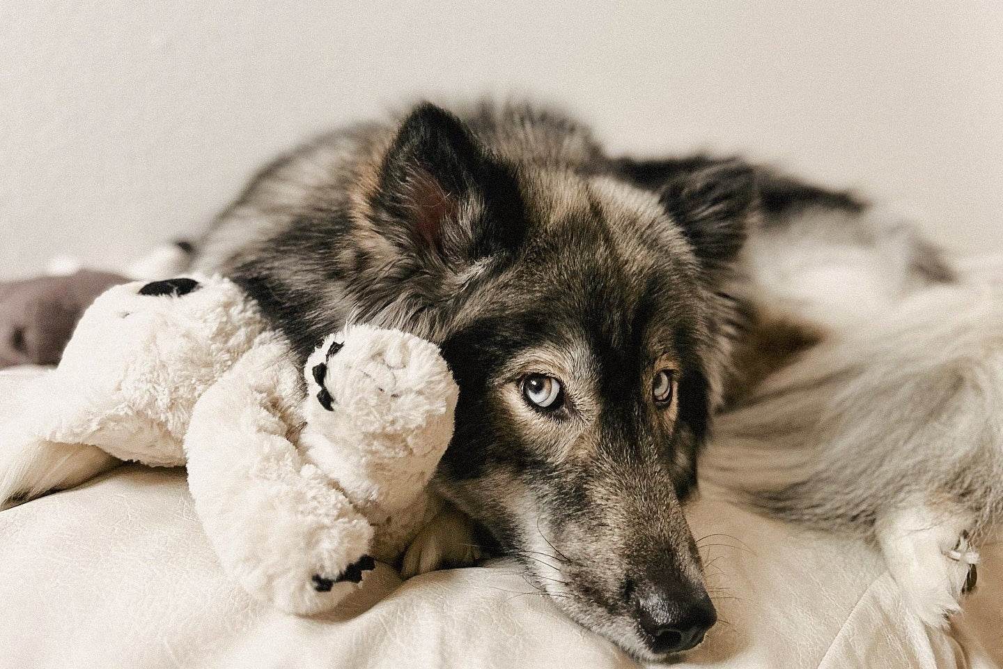 Koko Maxi Plushie - The Max & Rex Collection