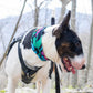 Zoomies Pup Scruff – Slip-On Dog Neckwear | No-Tie Bandana Alternative - The Max & Rex Collection