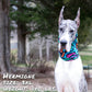 Zoomies Pup Scruff – Slip-On Dog Neckwear | No-Tie Bandana Alternative - The Max & Rex Collection