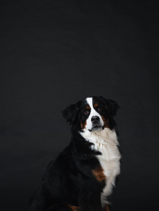 bernese-mountain-dog-against-black - The Max & Rex Collection