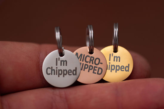 Stainless Steel Pet Tag – “MICROCHIPPED” or “I’m Chipped” Safety Charm - The Max & Rex Collection